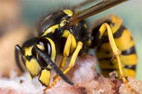 Hornet and Wasp Control

